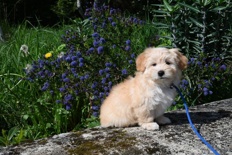 Introverts aren't avoiding people - they're choosing these 13 incredible dog breeds instead 7 Havanese