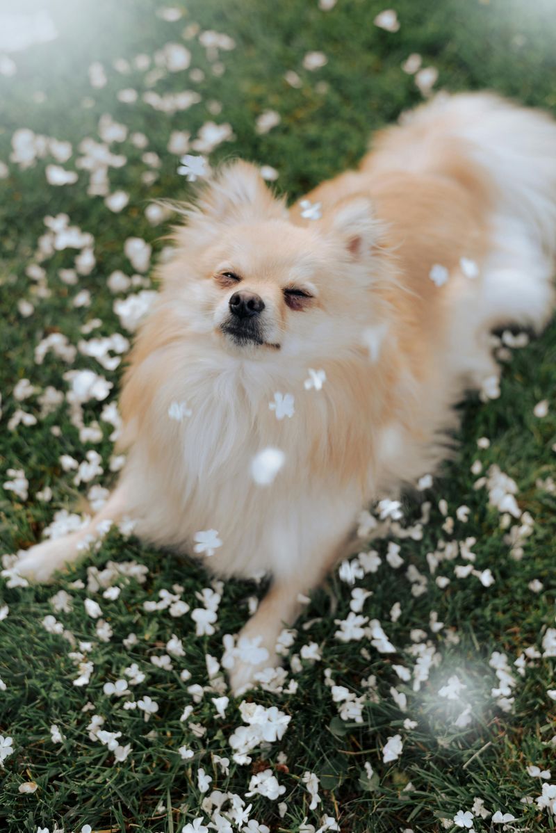 Pomeranian