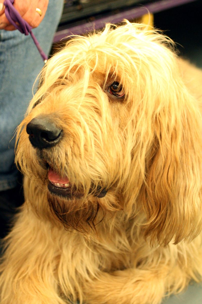 12 Cute Dog Breeds Beloved for Their Iconic Long, Floppy Ears 9 Otterhound