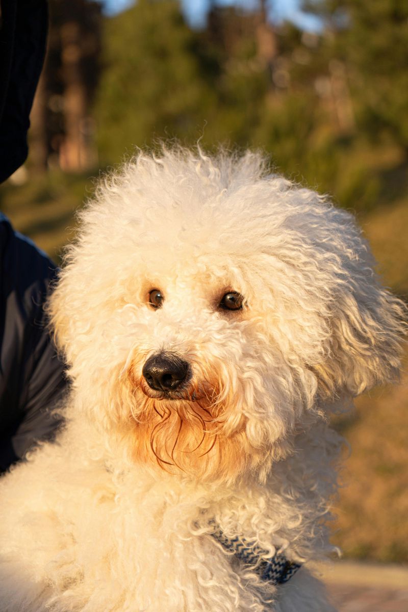 Poodle