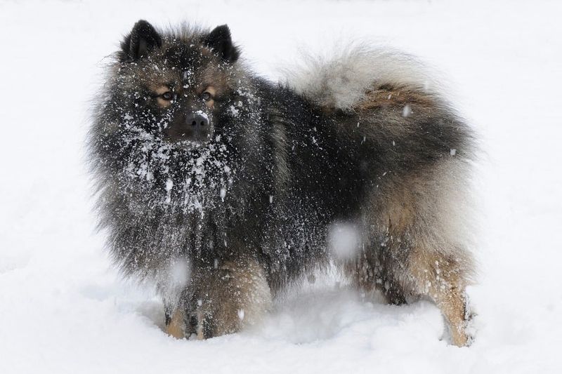 Norwegian Elkhound