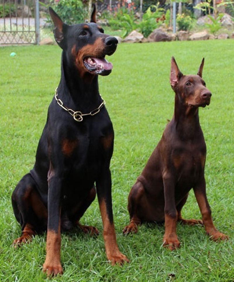 Looking for unwavering devotion? Start with these remarkable dog breeds 4 Doberman Pinscher