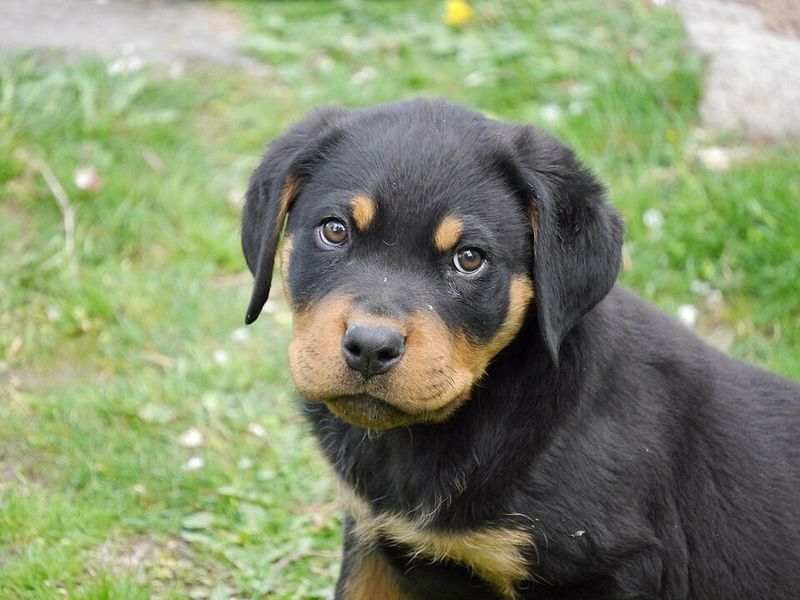 Rottweiler