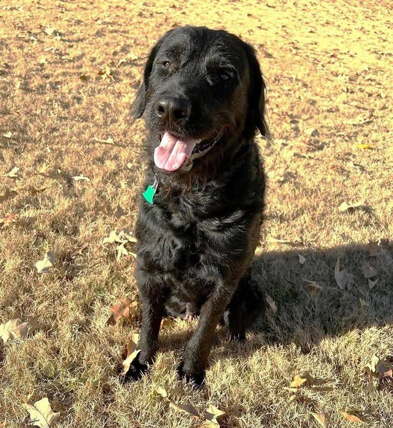 26 Popular Doodle Dog Mixes Loved for Their Personality and Charm 19 Rottle