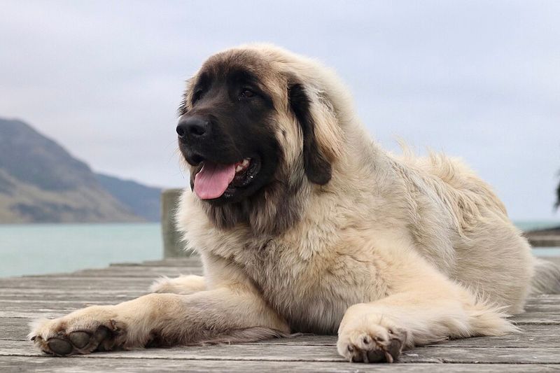 The calm confidence of these dog breeds often becomes contagious around the home 6 Leonberger