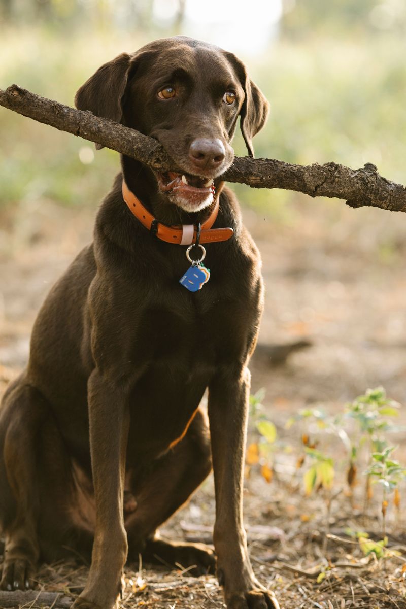 Digestive sensitivity varies considerably between dogs - And breed can play a role 9 Labrador Retriever