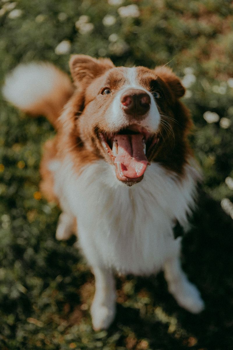 Border Collie
