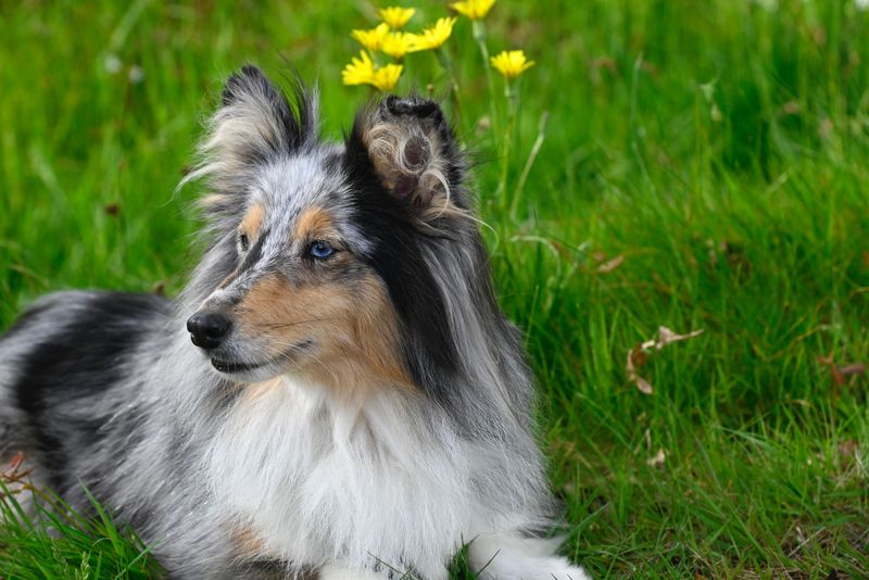 Shetland Sheepdog