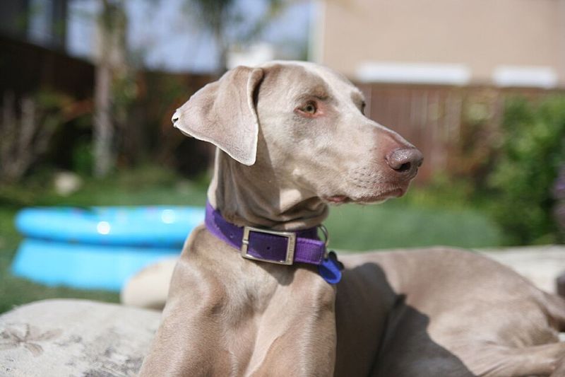 Weimaraner