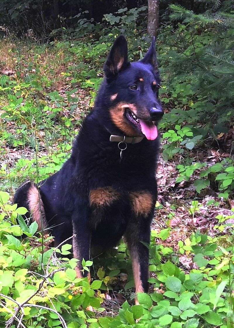 Living with these dog breeds often teaches owners to communicate more thoughtfully 11 Beauceron