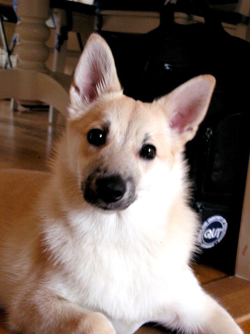 12 Dog Breeds That “Save” Snacks for Later (Yes, Dogs Do This) - See What It Means 7 Norwegian Buhund