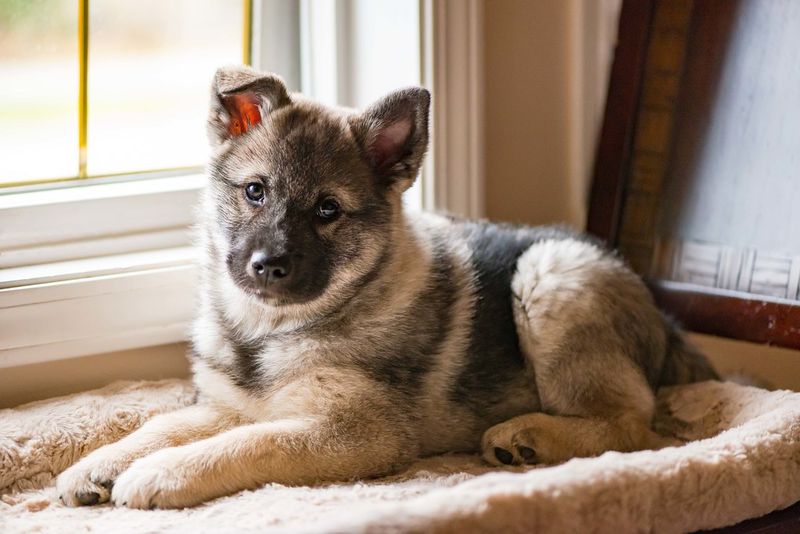 Norwegian Elkhound