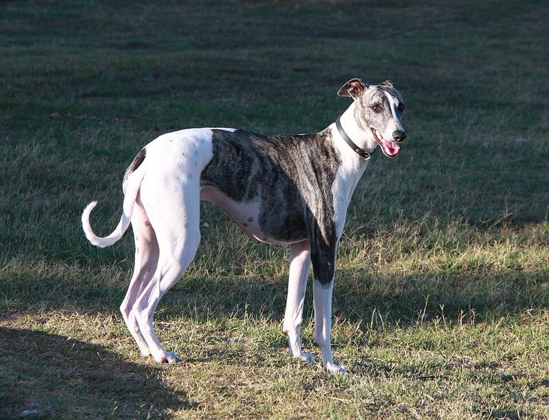 Everyone says they want a good dog - So why do dogs like these keep getting overlooked? 3 Greyhound