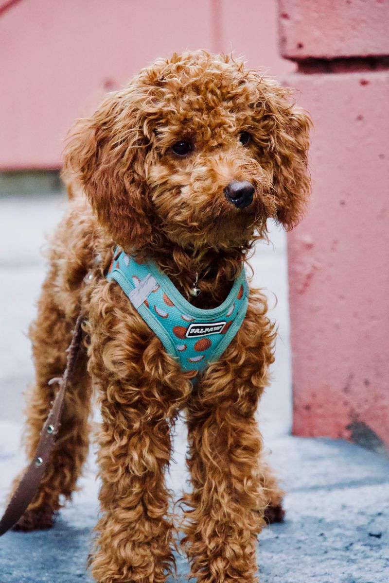 15 companion dog breeds perfect for indoor households and apartments 13 Toy Poodle