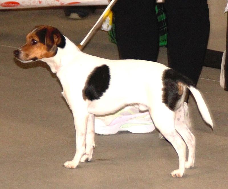 13 dogs that teach owners patience the hard way, then reward it 7 Danish-swedish farmdog