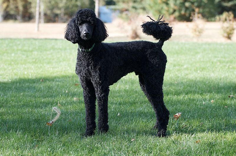 If your lifestyle includes markets, festivals, or busy streets, these dog breeds may fit right in 6 Standard Poodle
