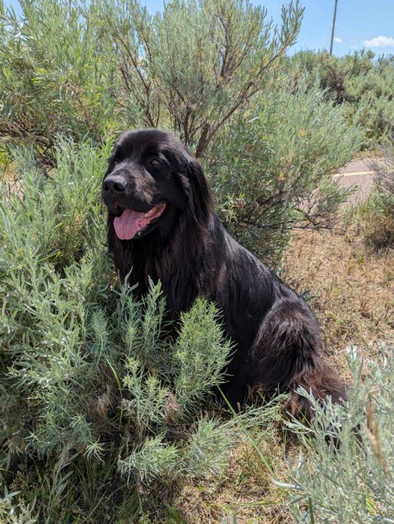 Some dog breeds seem to comfort people naturally without being taught 3 Newfoundland