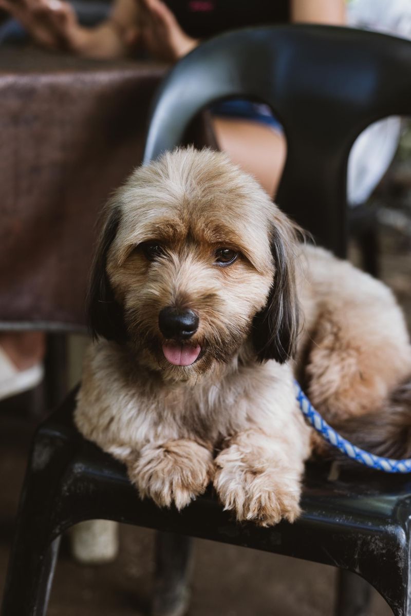 10 dog breeds owners often misjudge because stress looks a lot like stubbornness 3 Lhasa Apso