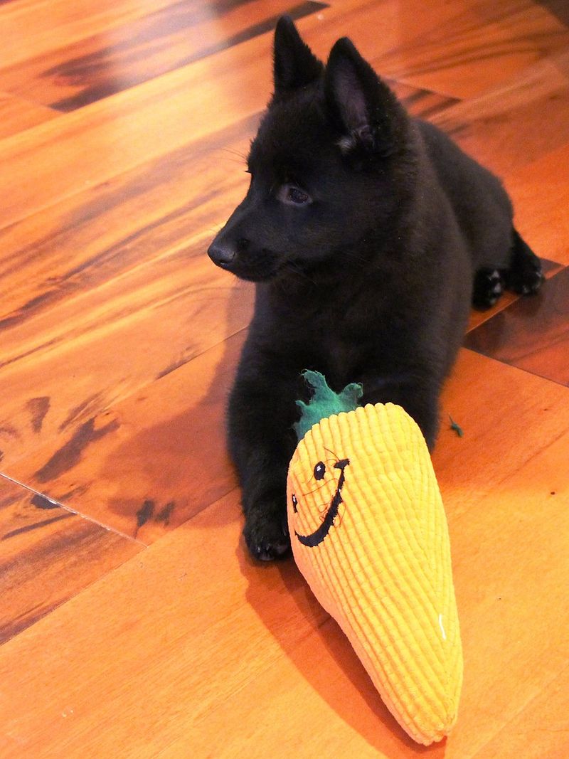 Schipperke