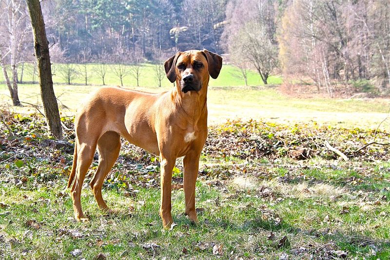 These companions often assess new situations before taking action 8 Rhodesian Ridgeback