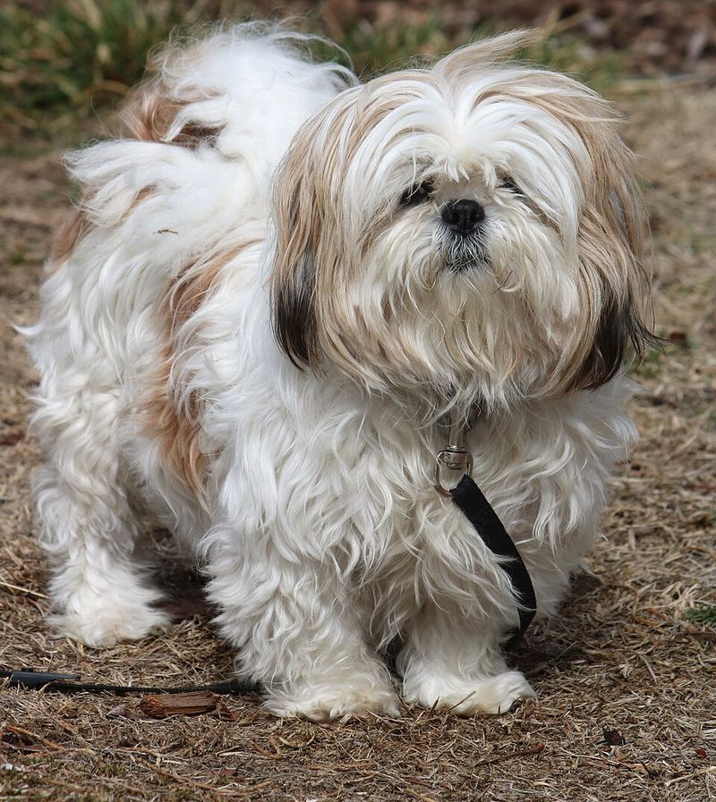 10 dogs that have mastered the art of doing absolutely nothing - and 4 that apparently never took the class 6 Shih Tzu