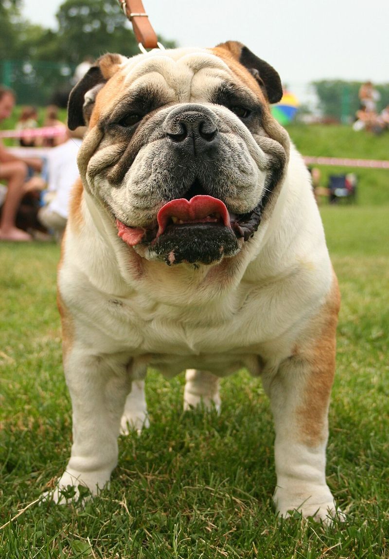 These sleepy dog breeds know how to enjoy downtime - But not every dog got that memo 4 English Bulldog: Snoring Is a Lifestyle
