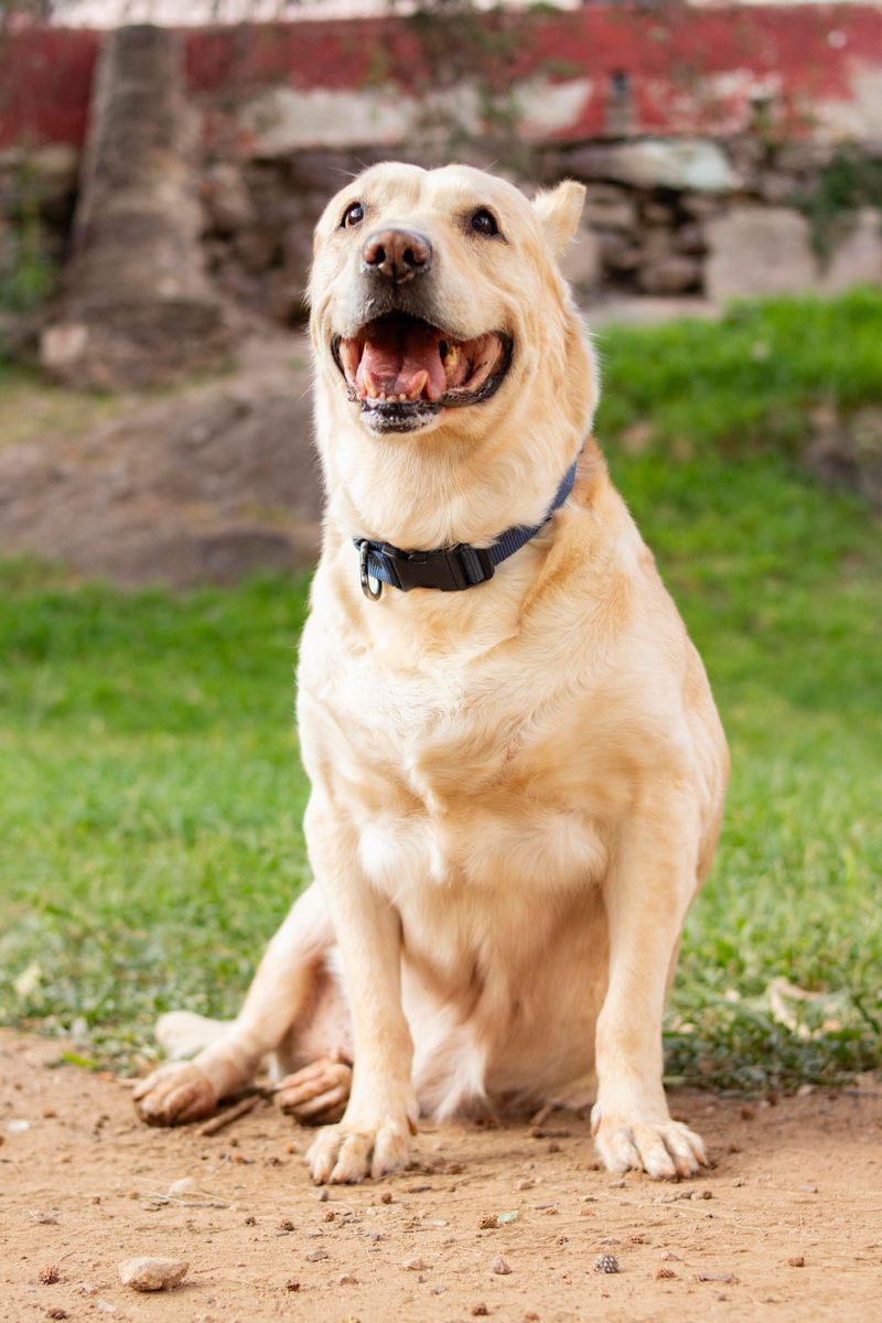 Already have pets? These dog breeds may be much less interested in starting a household rivalry 3 Labrador Retriever