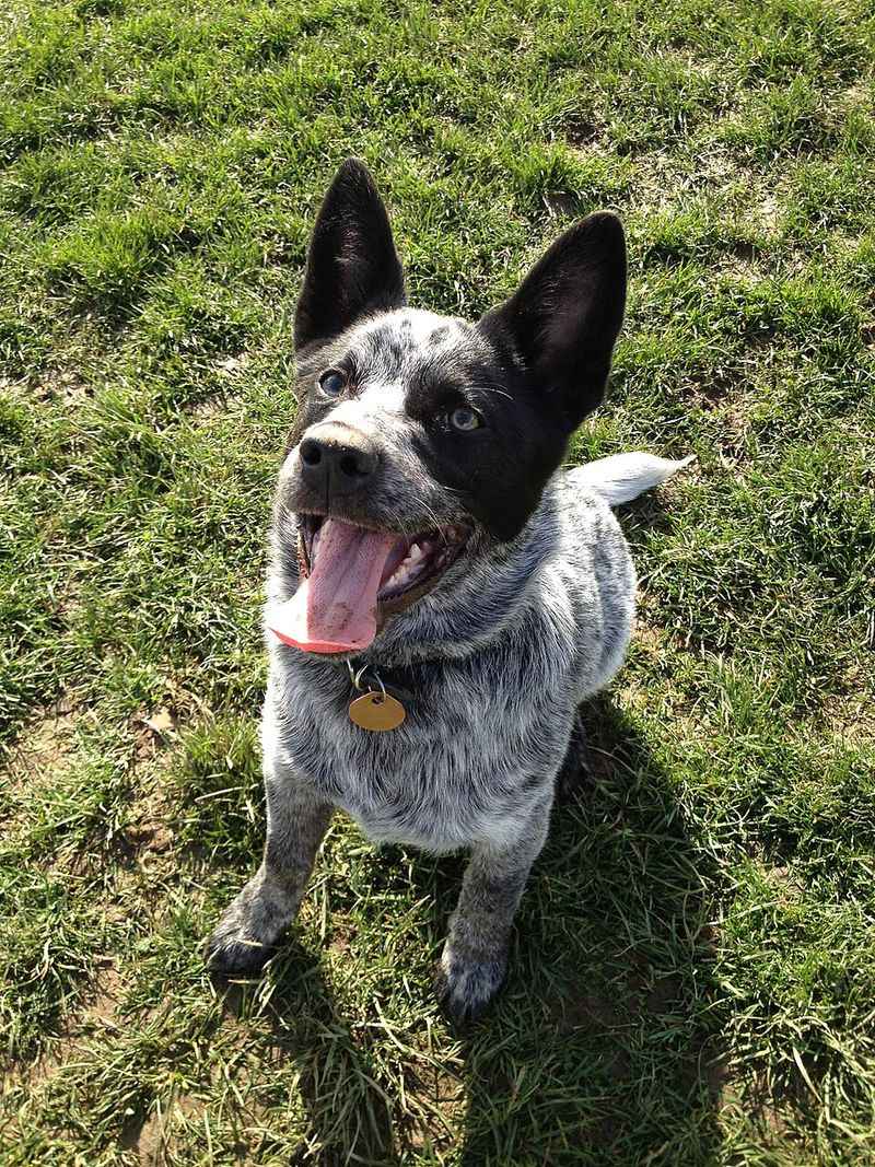 Highly intelligent and quick to learn