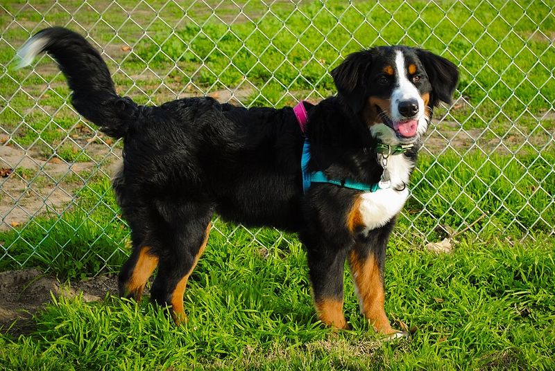 If quiet evenings sound perfect, these 13 dog breeds will probably agree 7 Bernese Mountain Dog
