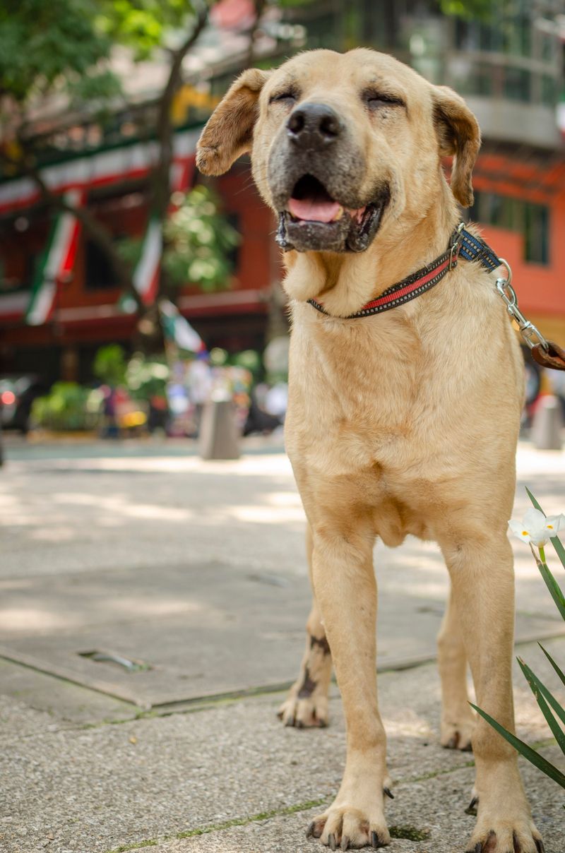 Thinking about a second dog? These 10 breed pairings often work beautifully – plus 2 unexpected matches 5 Boxer + Labrador Retriever