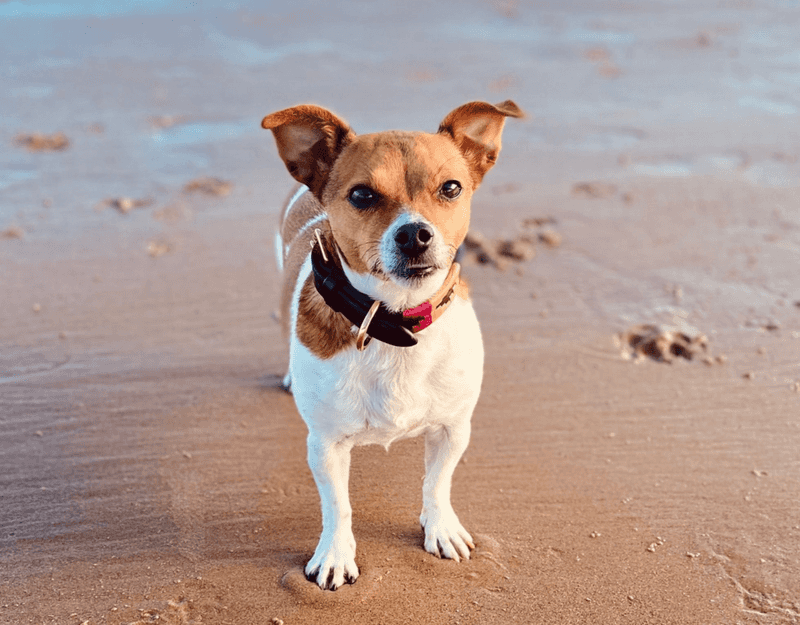 Bring home one of these energetic breeds and your lazy mornings may quietly disappear from the calendar 6 Jack Russell Terrier