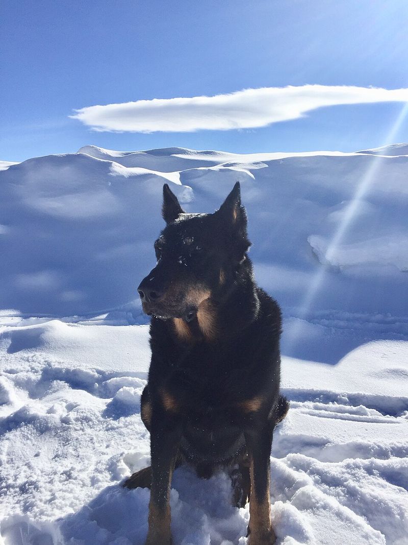 These 14 dogs combine loyalty, awareness, and strong guarding instincts 2 Beauceron