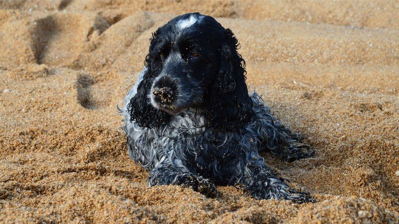 12 dogs known for steady temperaments and attentive behavior - plus 2 that react more enthusiastically 12 English Cocker Spaniel
