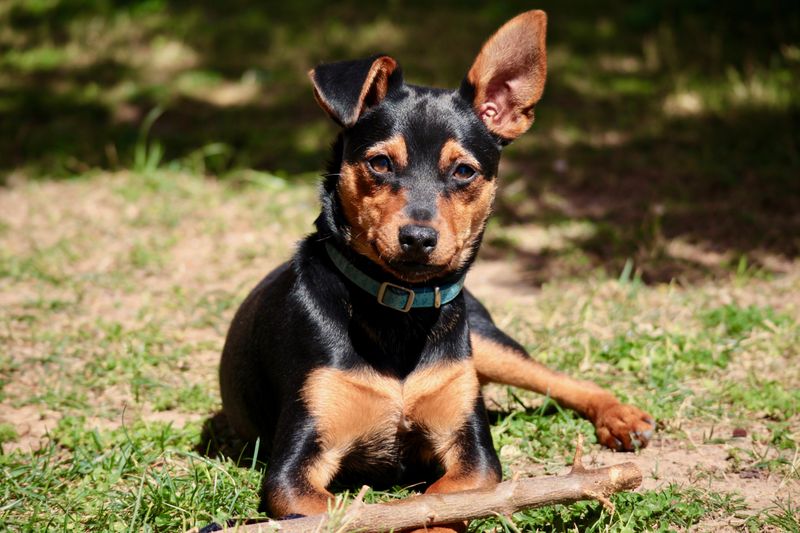 27 Gentle Dog Breeds Perfect for Learning the Joys of Dog Ownership 26 Toy Manchester Terrier