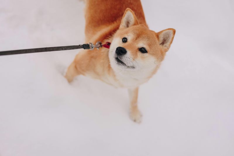 Shiba Inu