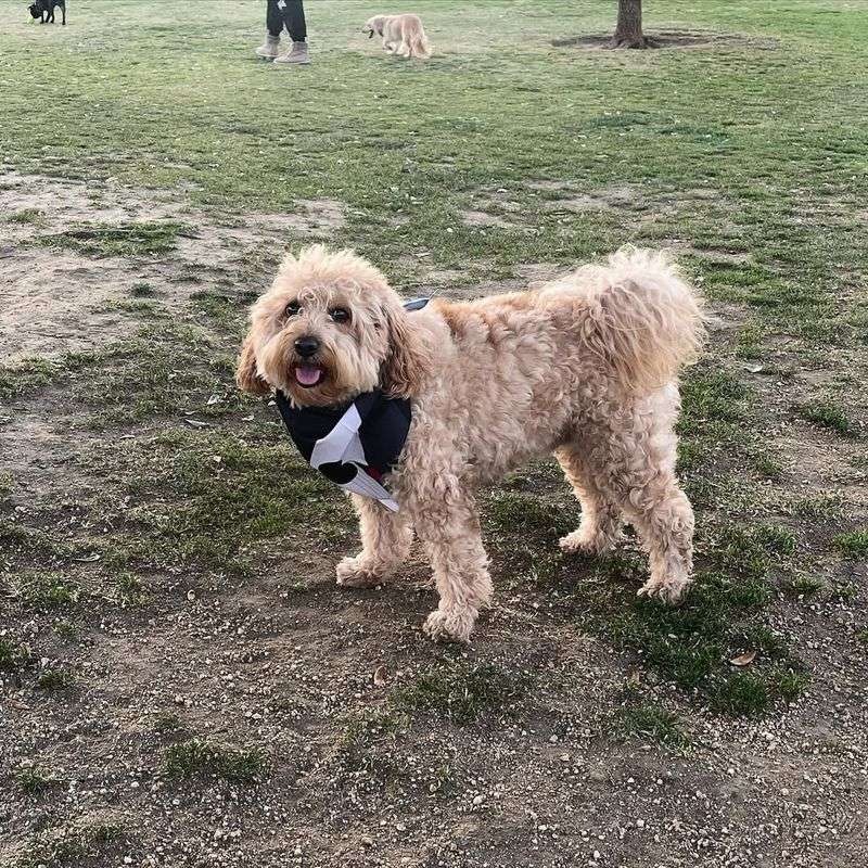 Eskipoo (American Eskimo + Poodle)