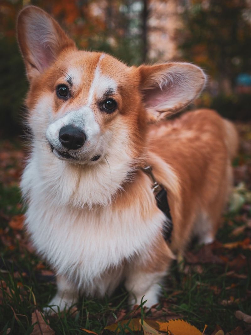 Pembroke Welsh Corgi