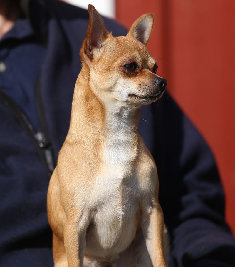 18 Dog Types That Will Do Anything For Food (And Need Strict Portion Control) 16 Chihuahua