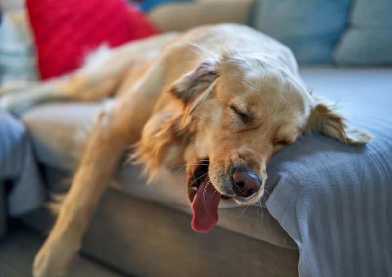 Yawns calmly when resting near you