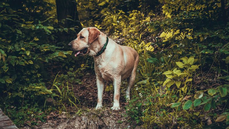 Owning these 9 dog breeds means you'll rarely spend a moment alone 3 Labrador Retriever