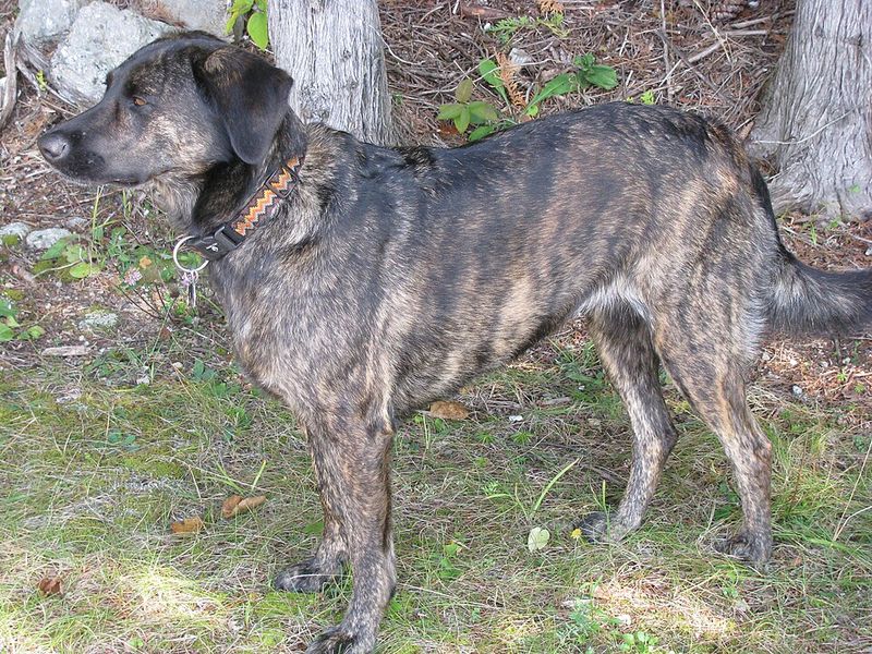These 10 brindle dogs combine striking looks with unforgettable personalities 7 Treeing Tennessee Brindle