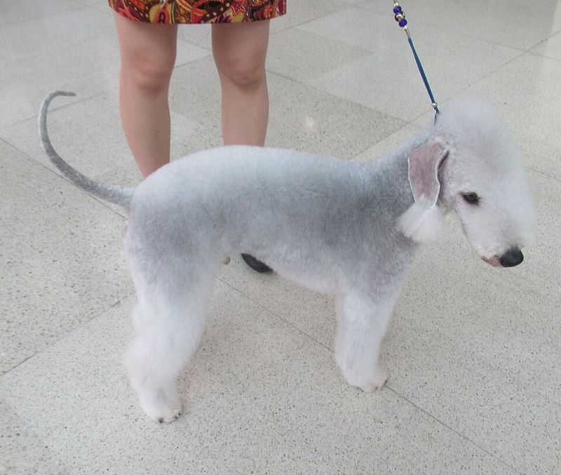 25 Unusual Dog Breeds That Stand Out for Their One-of-a-Kind Features 3 Bedlington Terrier