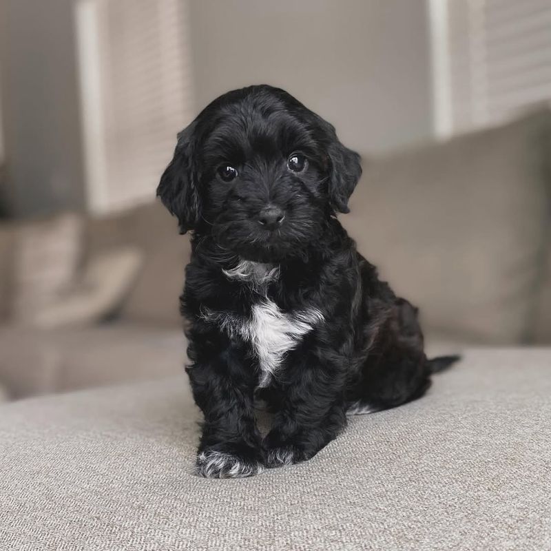 26 Popular Doodle Dog Mixes Loved for Their Personality and Charm 12 Havapoo