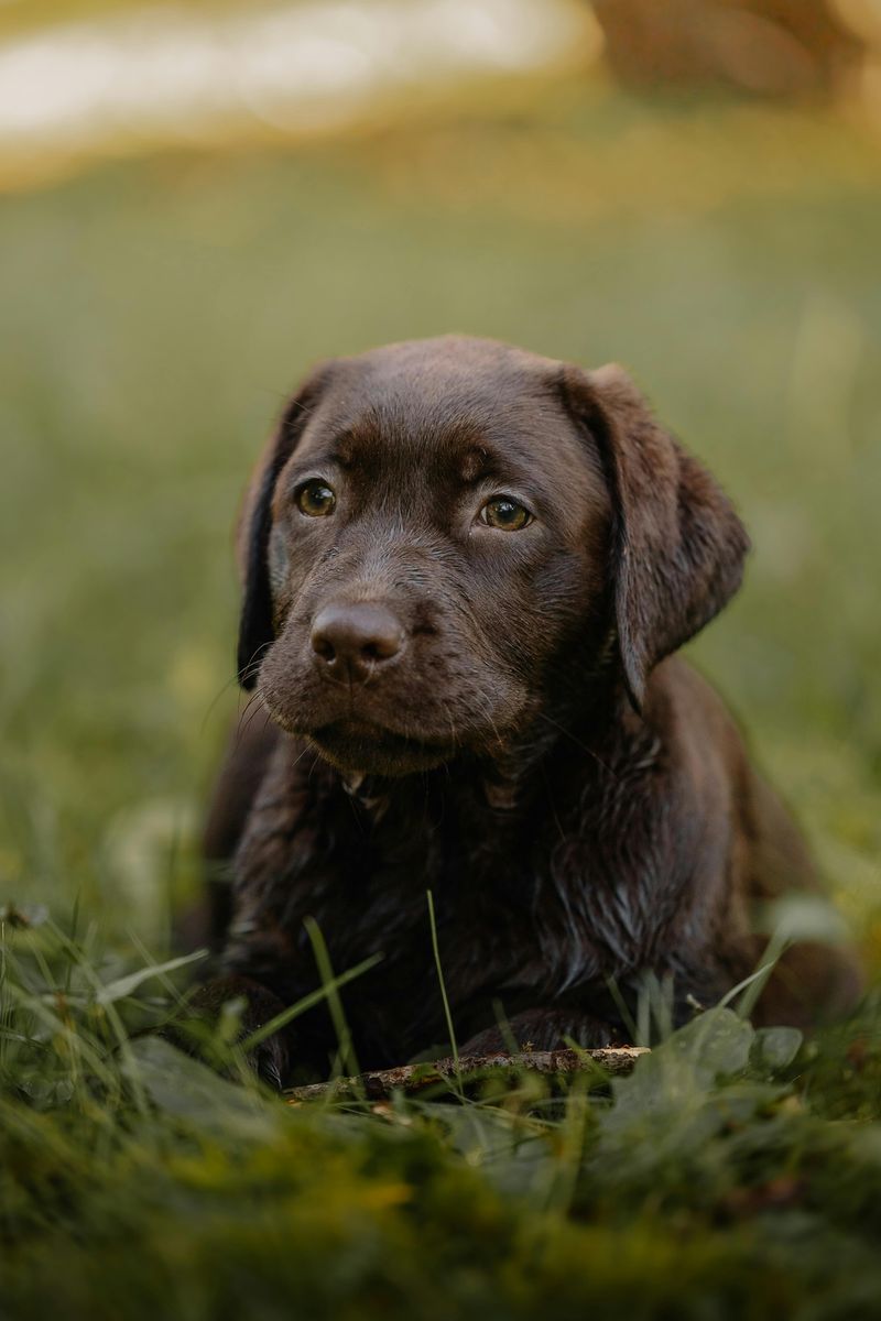 Labrador Retriever Puppy