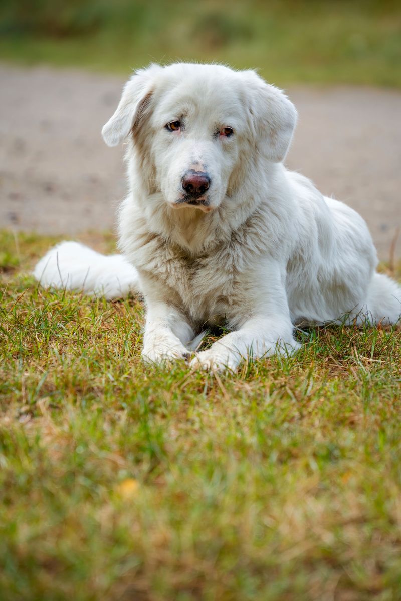 Great Pyrenees
