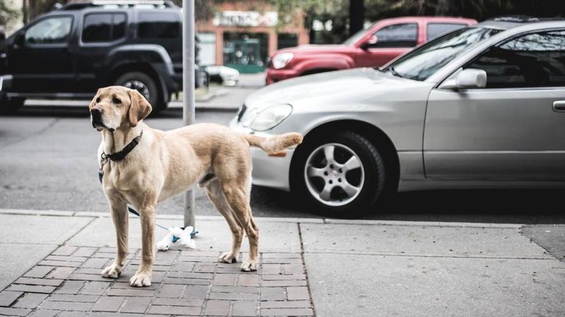 13 dog breeds that often struggle with car rides - plus 3 that absolutely love road trips 2 Labrador Retriever