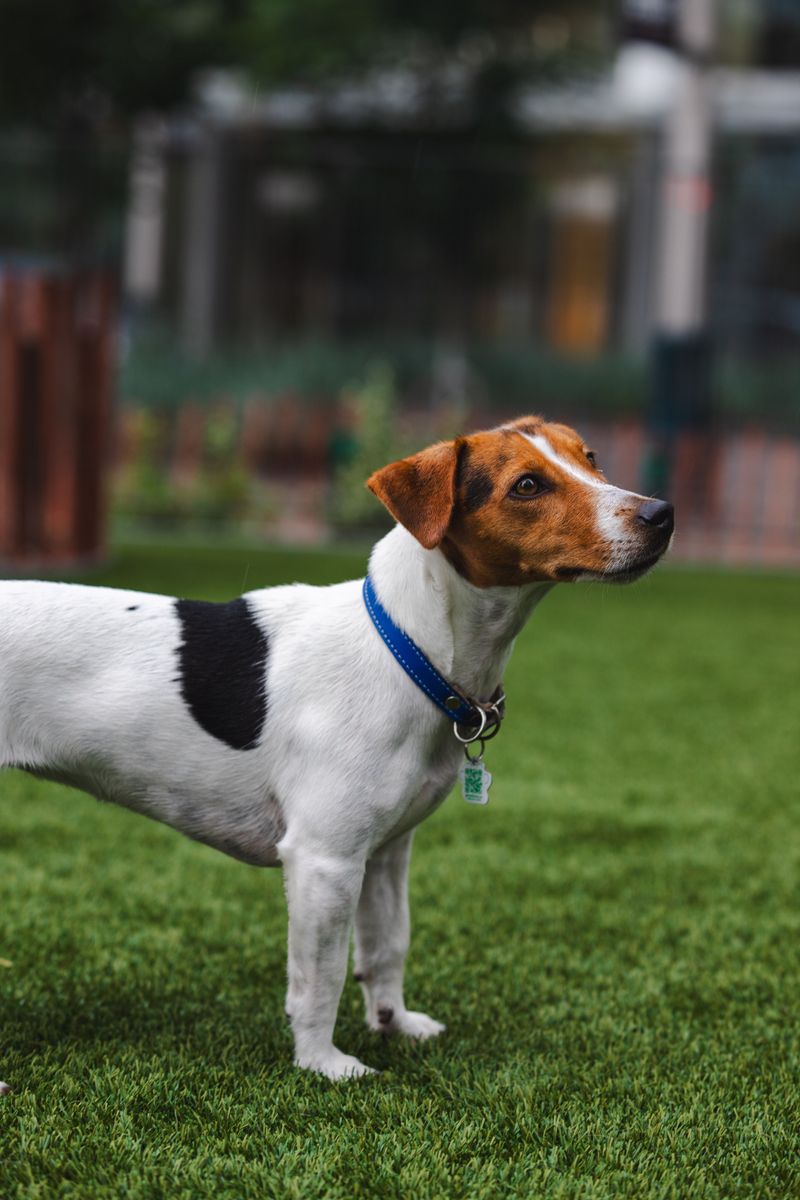 Before calling these dog breeds badly behaved, take a closer look at how they were raised 10 Jack Russell Terrier