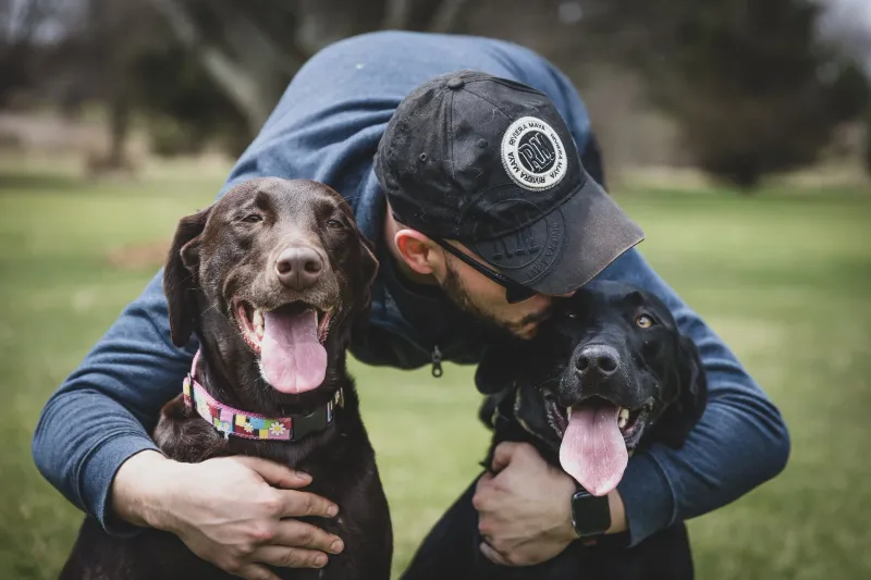 Labrador Retriever