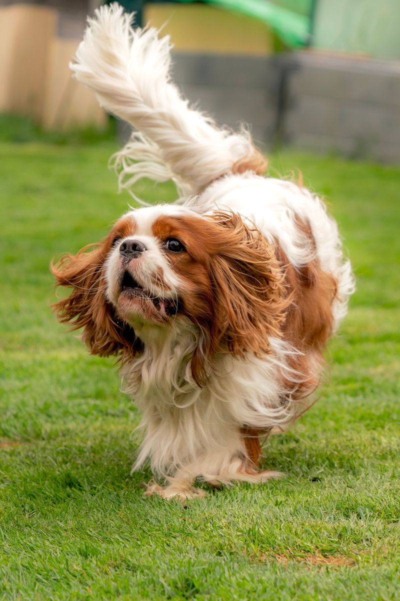 Living with these dog breeds often feels easier because they rarely resist the little things 3 Cavalier King Charles Spaniel