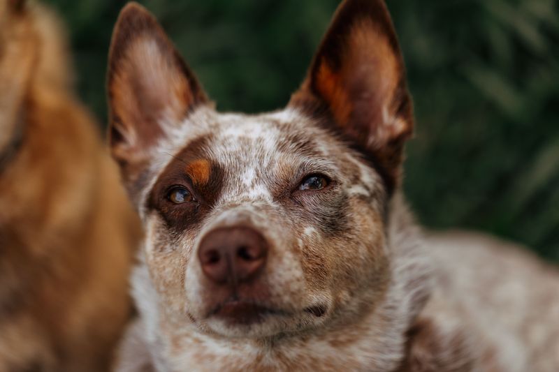 Australian Cattle Dog